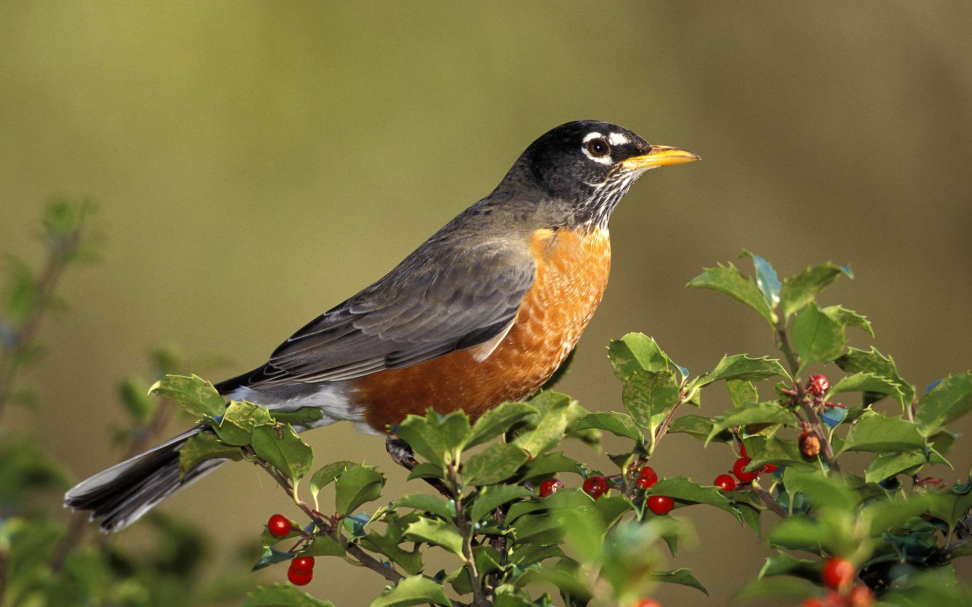 vogel spatz auf einem ast vogel vasya geben