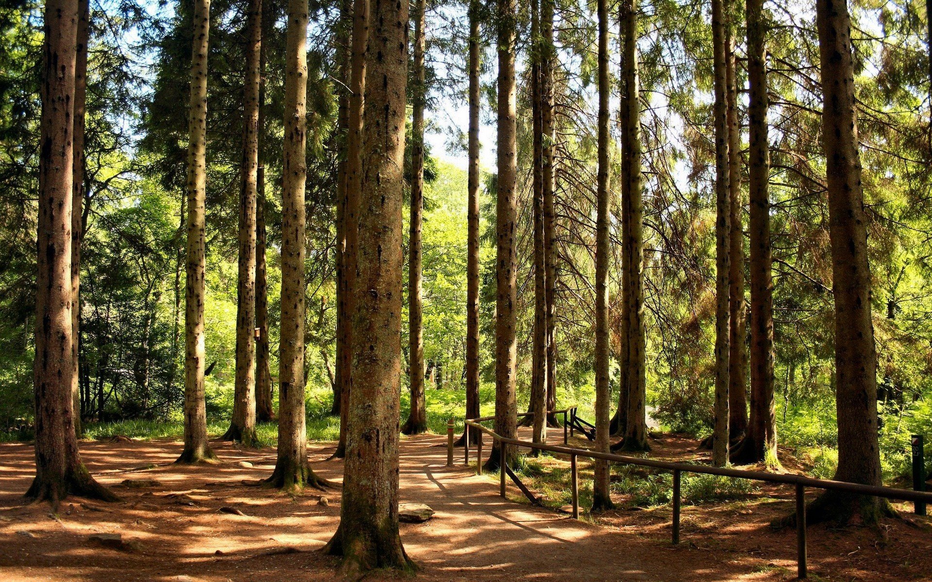 foresta alberi parco verde