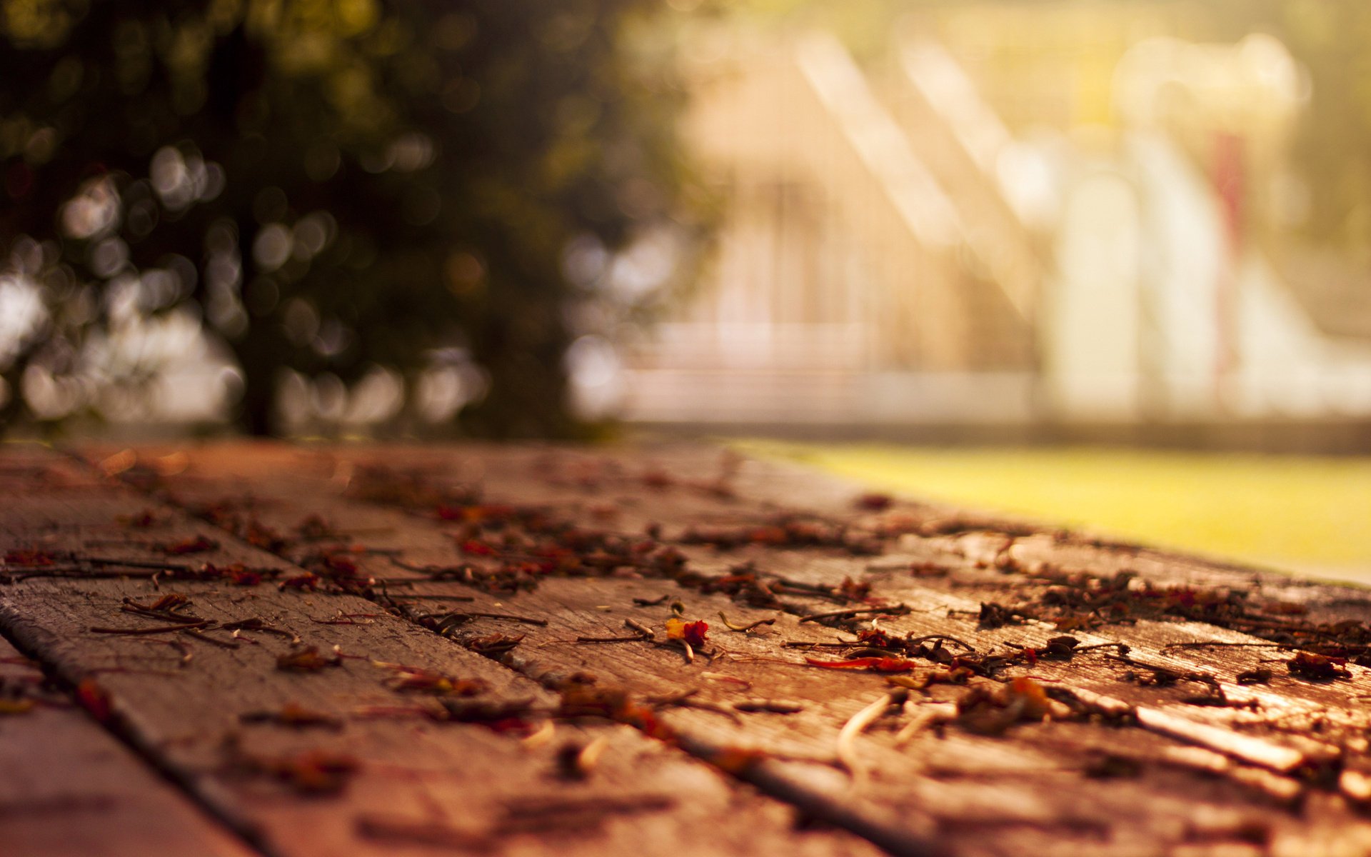 fondo de pantalla de otoño fondo de pantalla de otoño hojas caídas fondo de pantalla macro