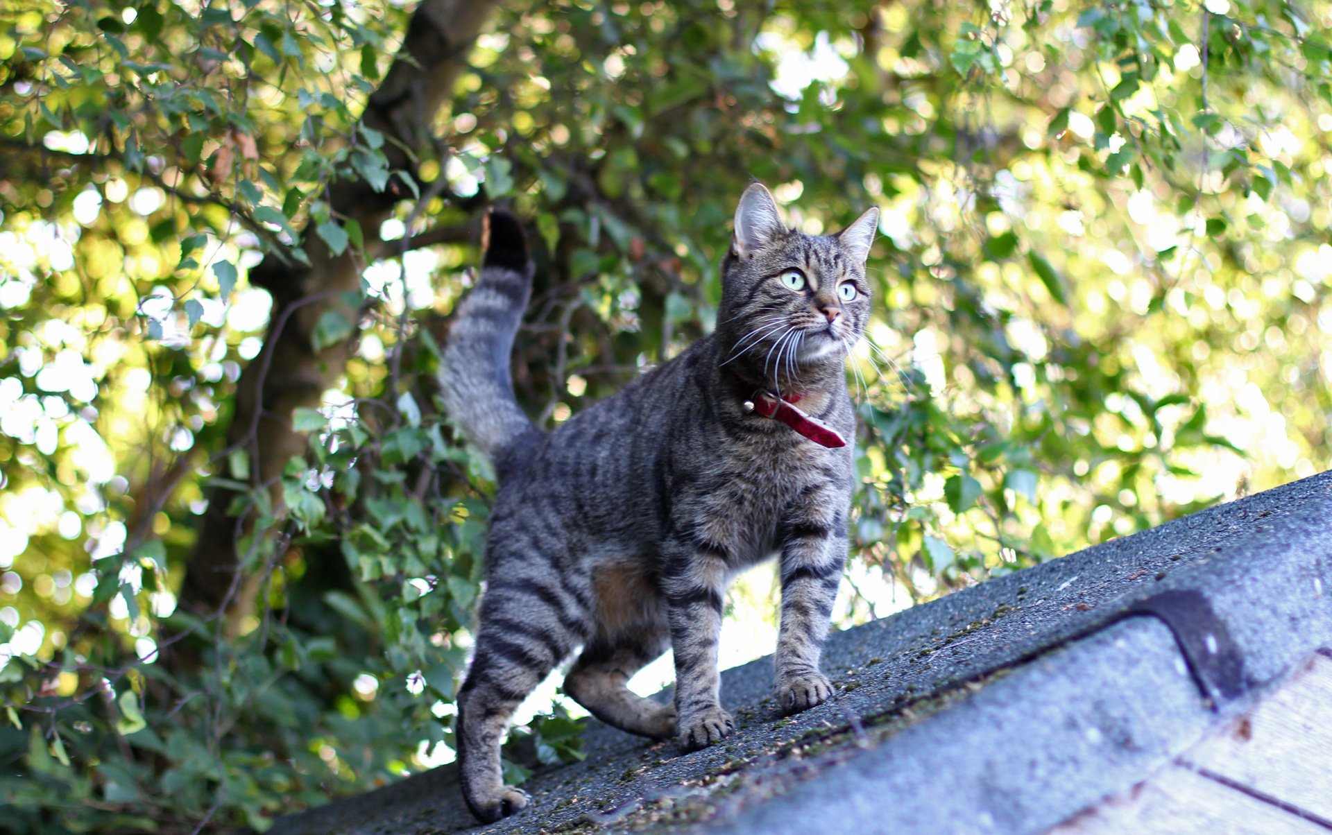 gatto baffi lana tetto sorpresa occhi zampe sguardo