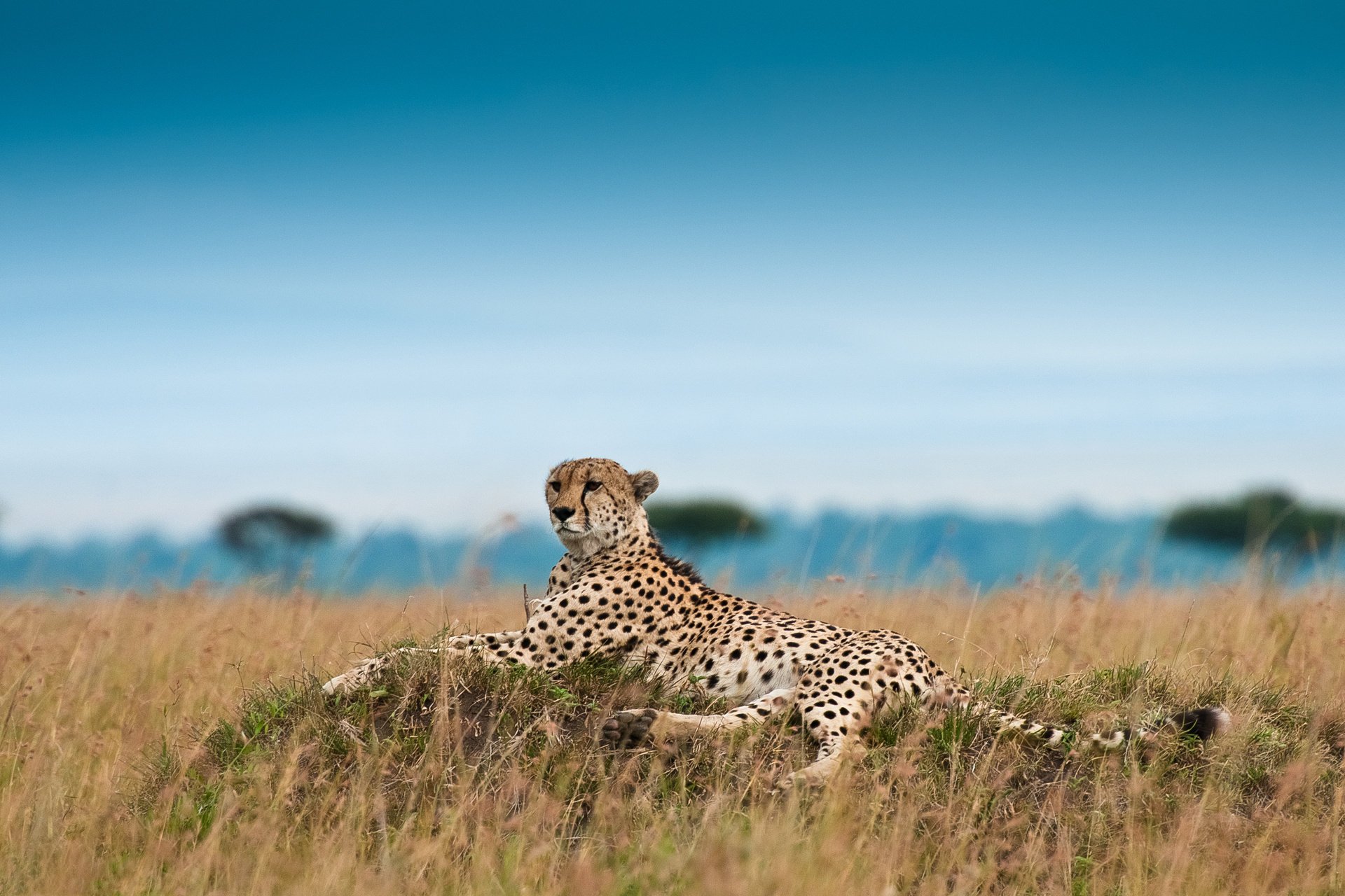 guépard acinonyx jubatus repos léopard de chasse