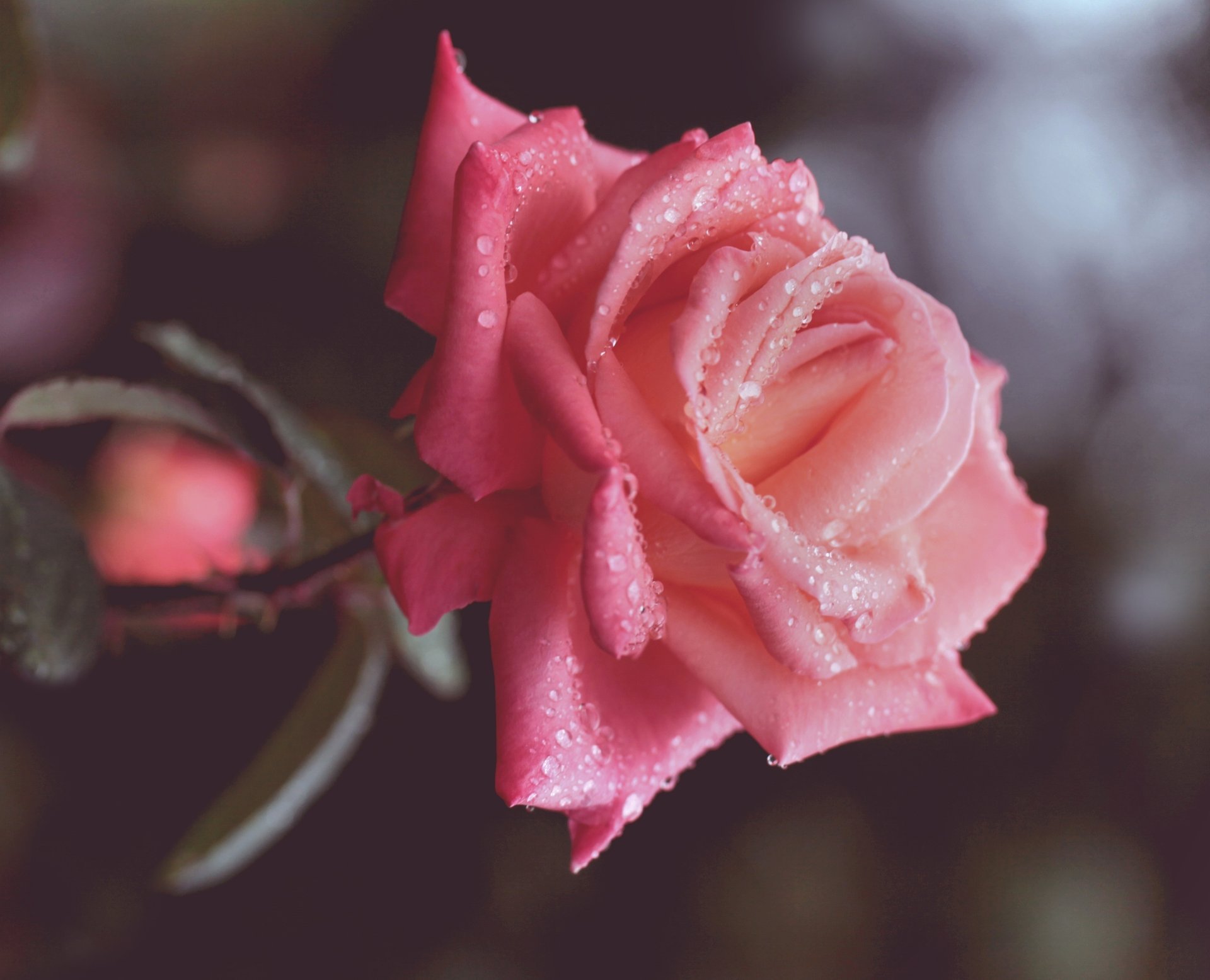 flower pink petals macro drops rose