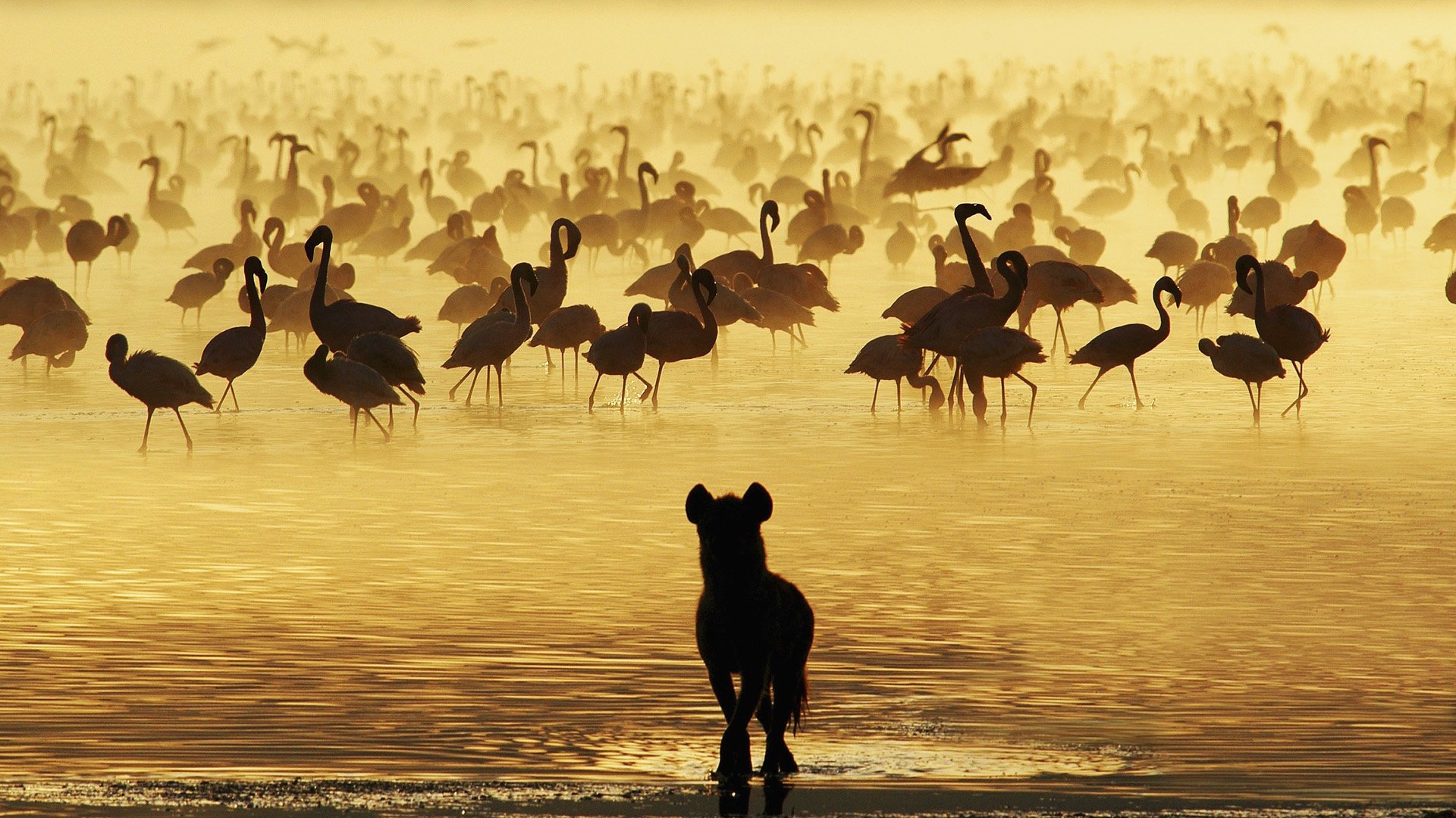 flamingo wasser hyäne