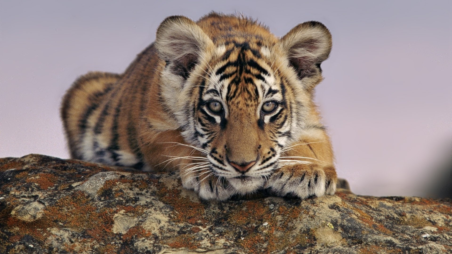 animali guarda cucciolo di tigre tigre