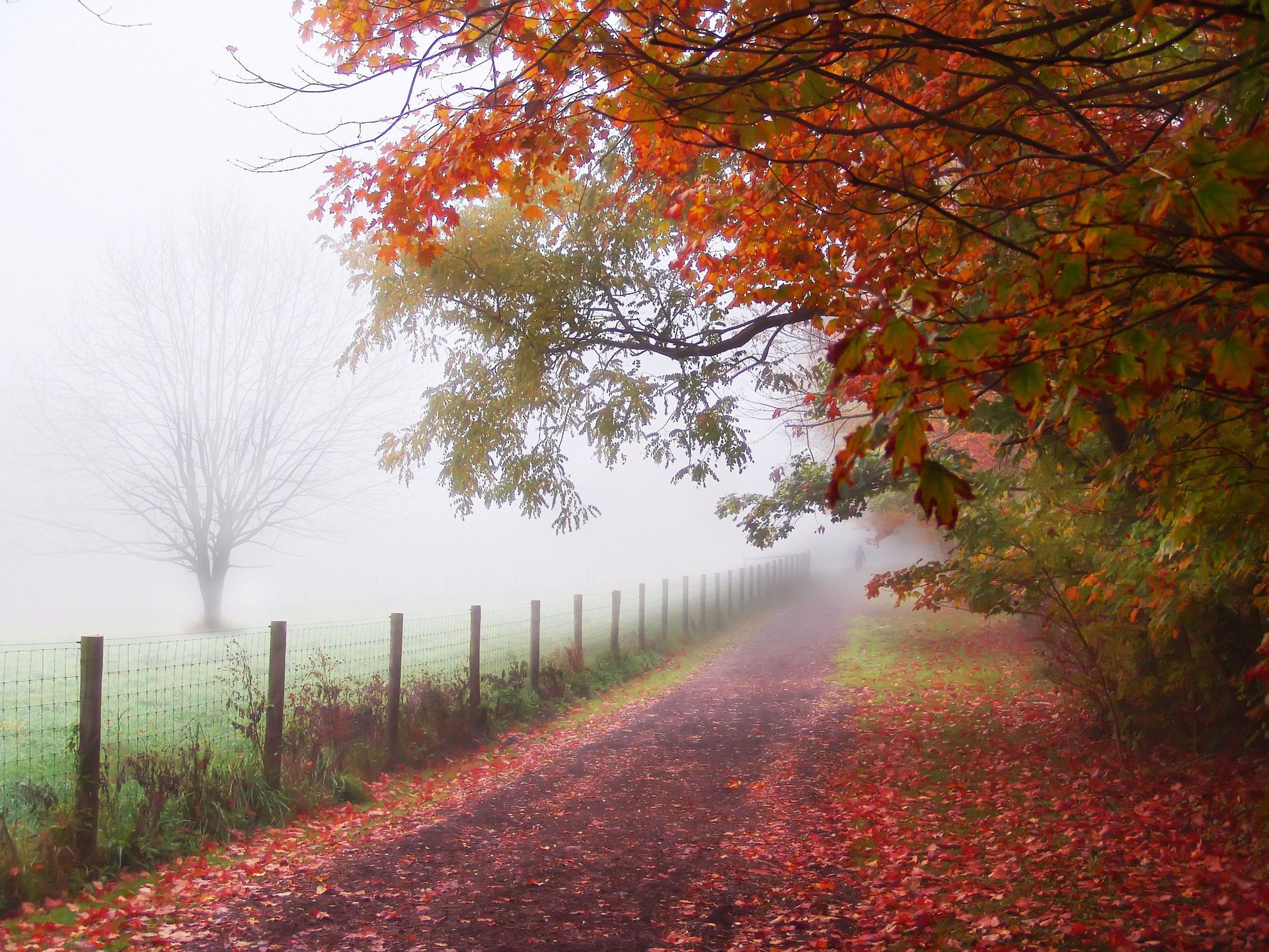 autunno sentiero sentiero uomo parco recinzione nebbia