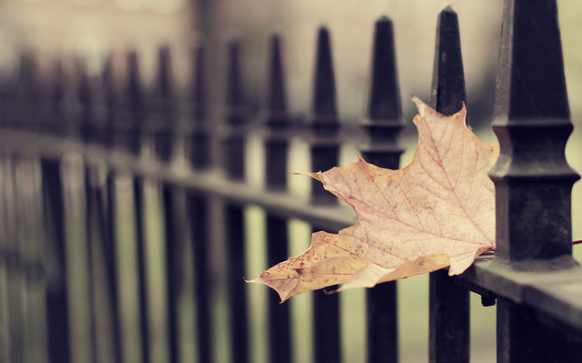 leaf wallpapers sfondi autunnali foglie sfondi macro autunno