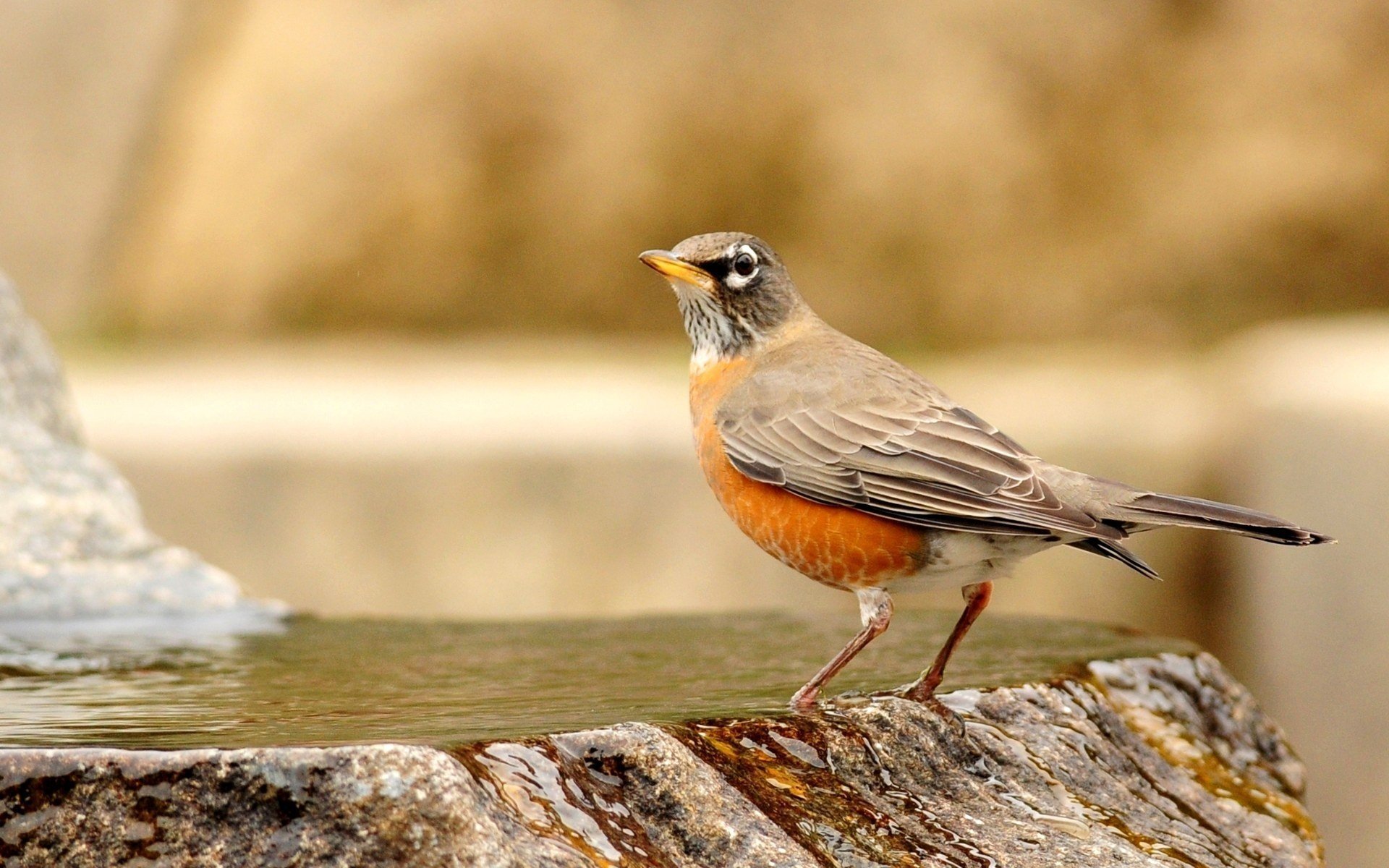 vogel auf einem stein wasser