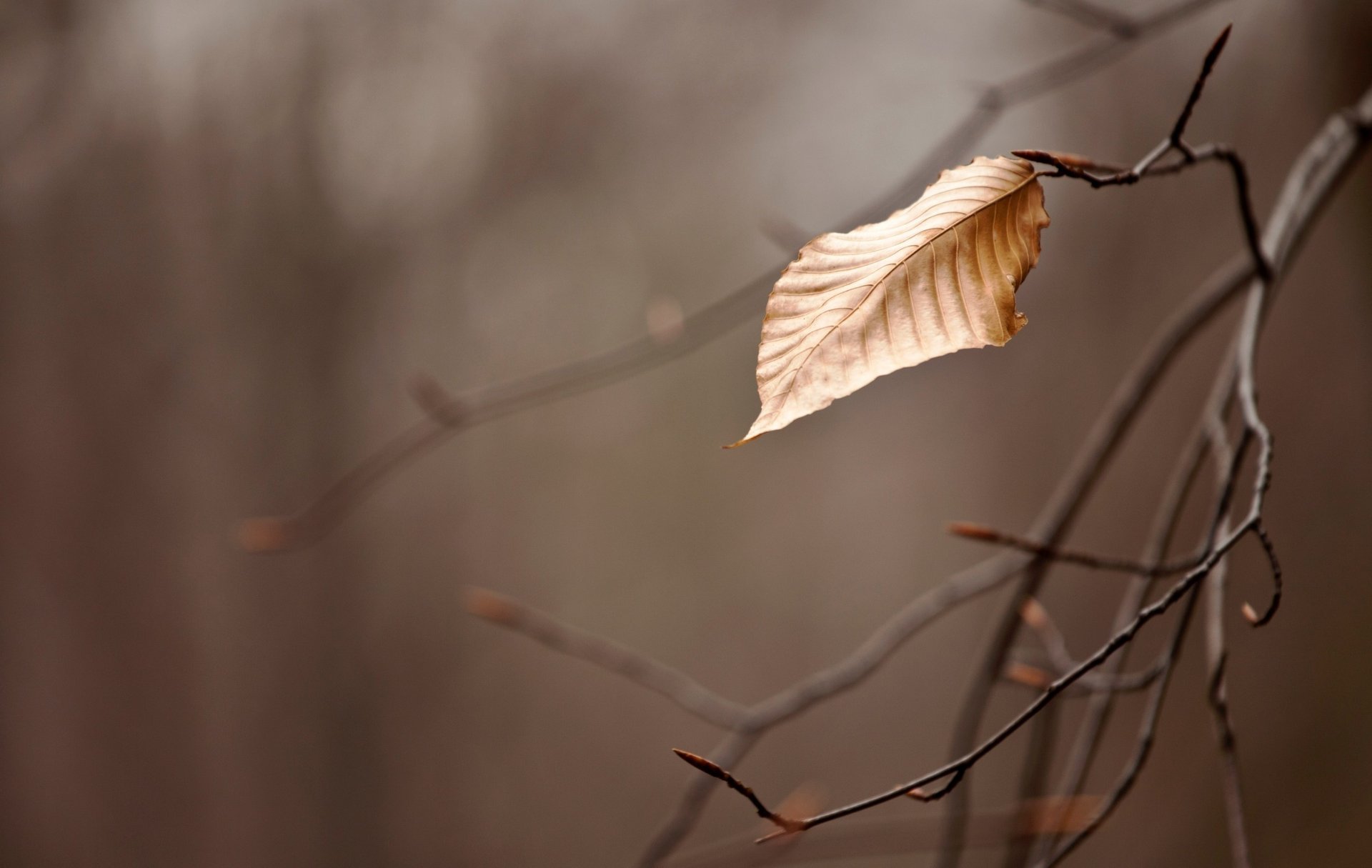 herbst zweig wallpapers tapete makro zweig blatt