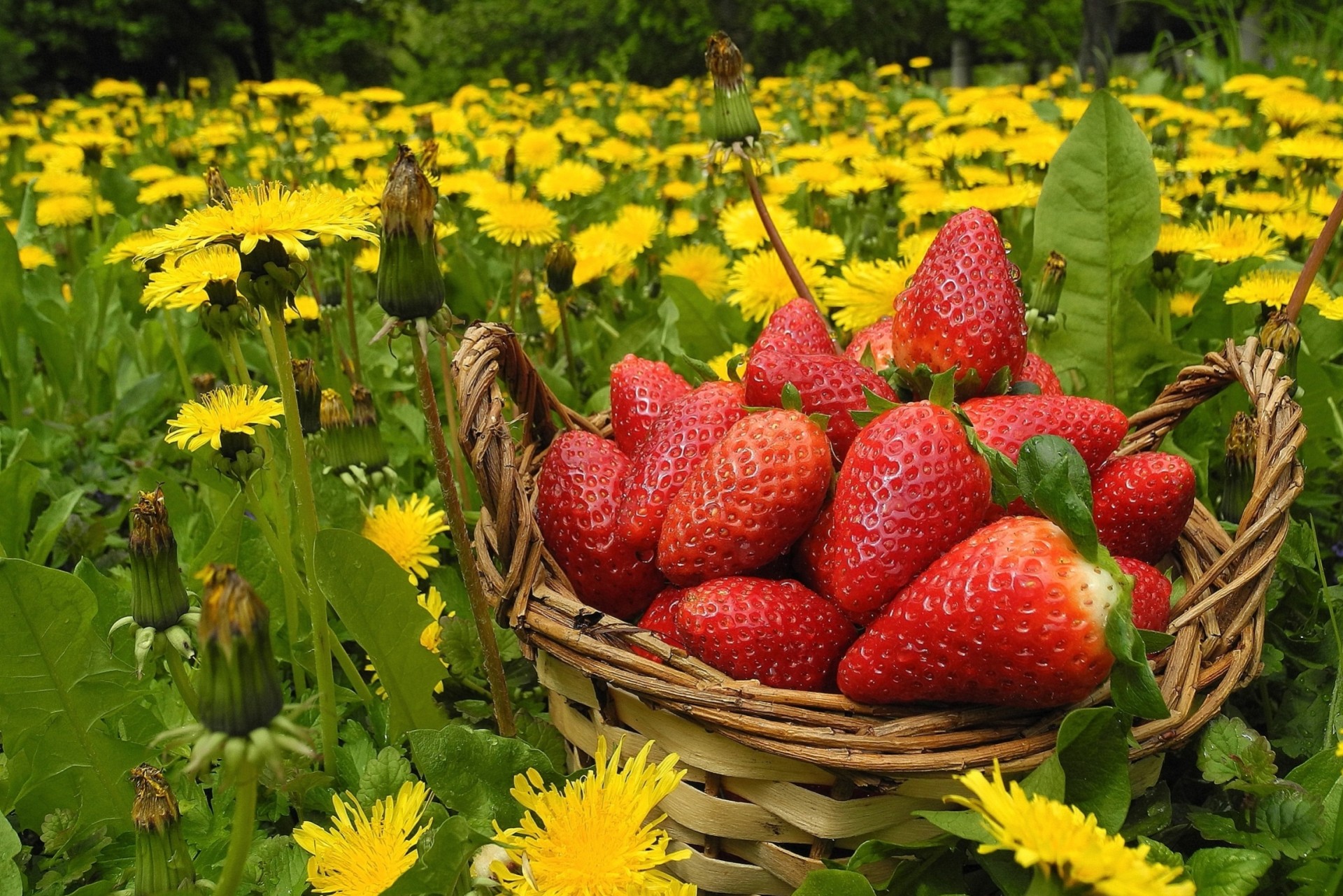 fraise panier baies fleurs pissenlits prairie