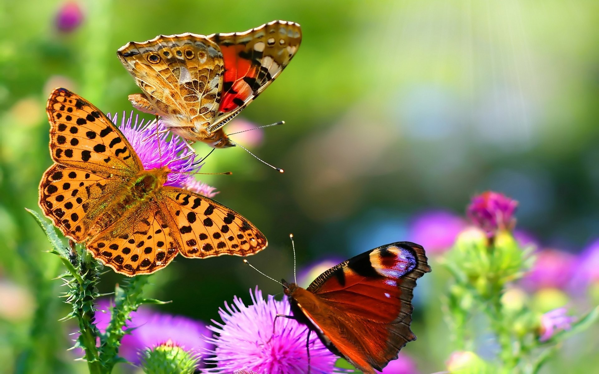 mariposas flores macro