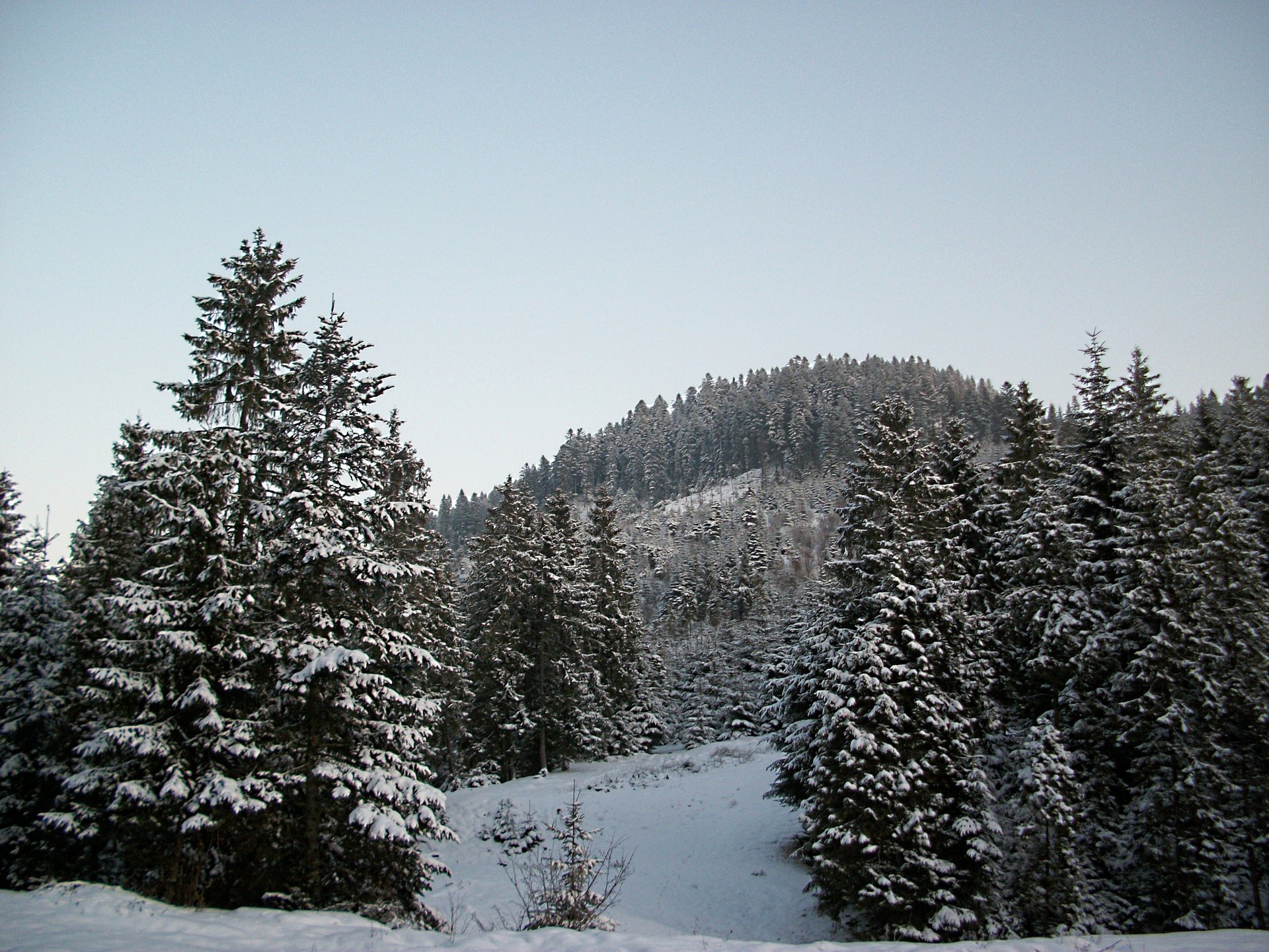 hiver forêt arbres de noël ciel montagnes neige