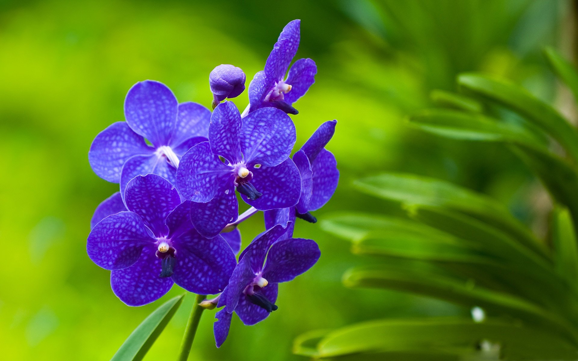 verdure fleurs plante orchidées