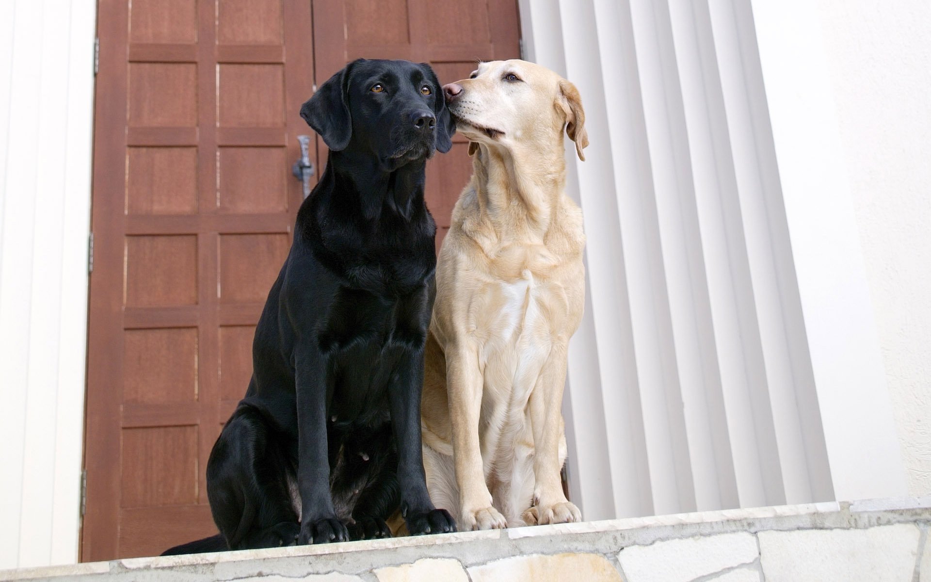 dogs love the door