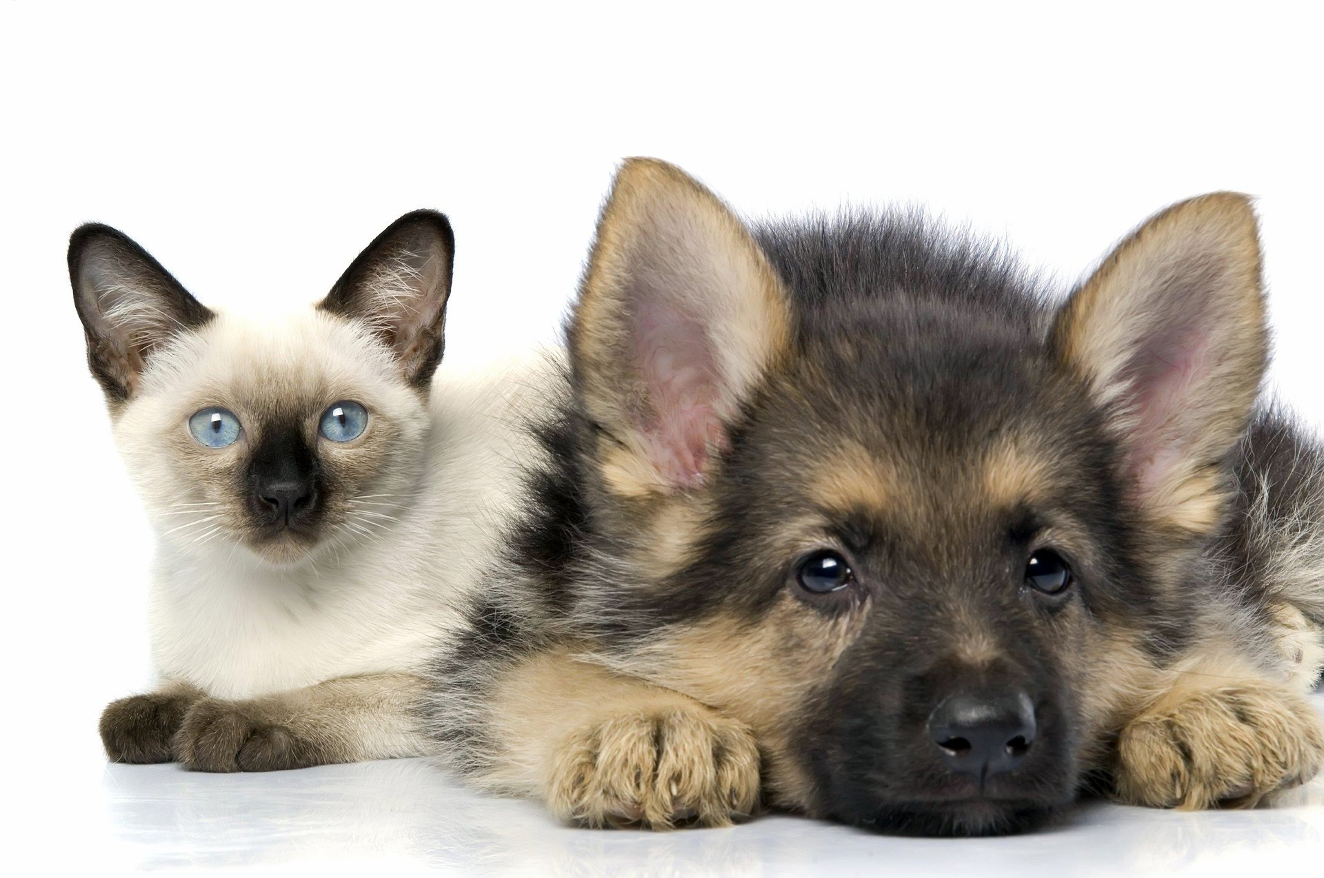 kitty siamese shepherd puppy friendship cat