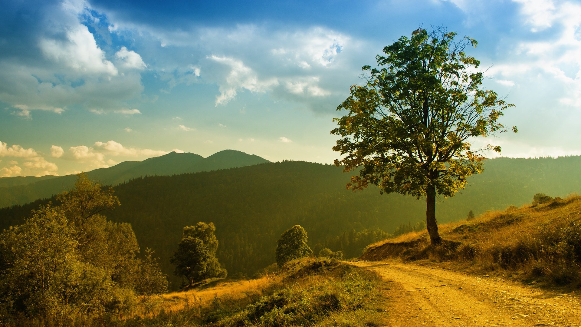 landscape grass trees the sun mountains nature forest light