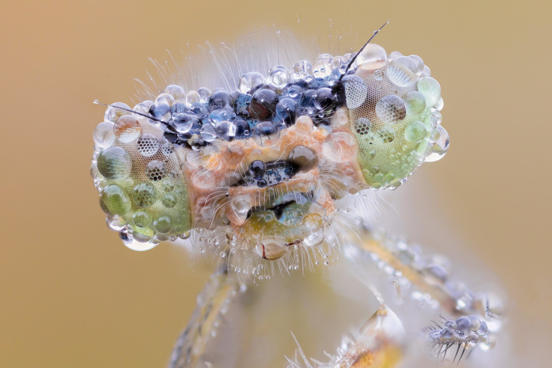 gros plan rosée libellule yeux gouttes museau