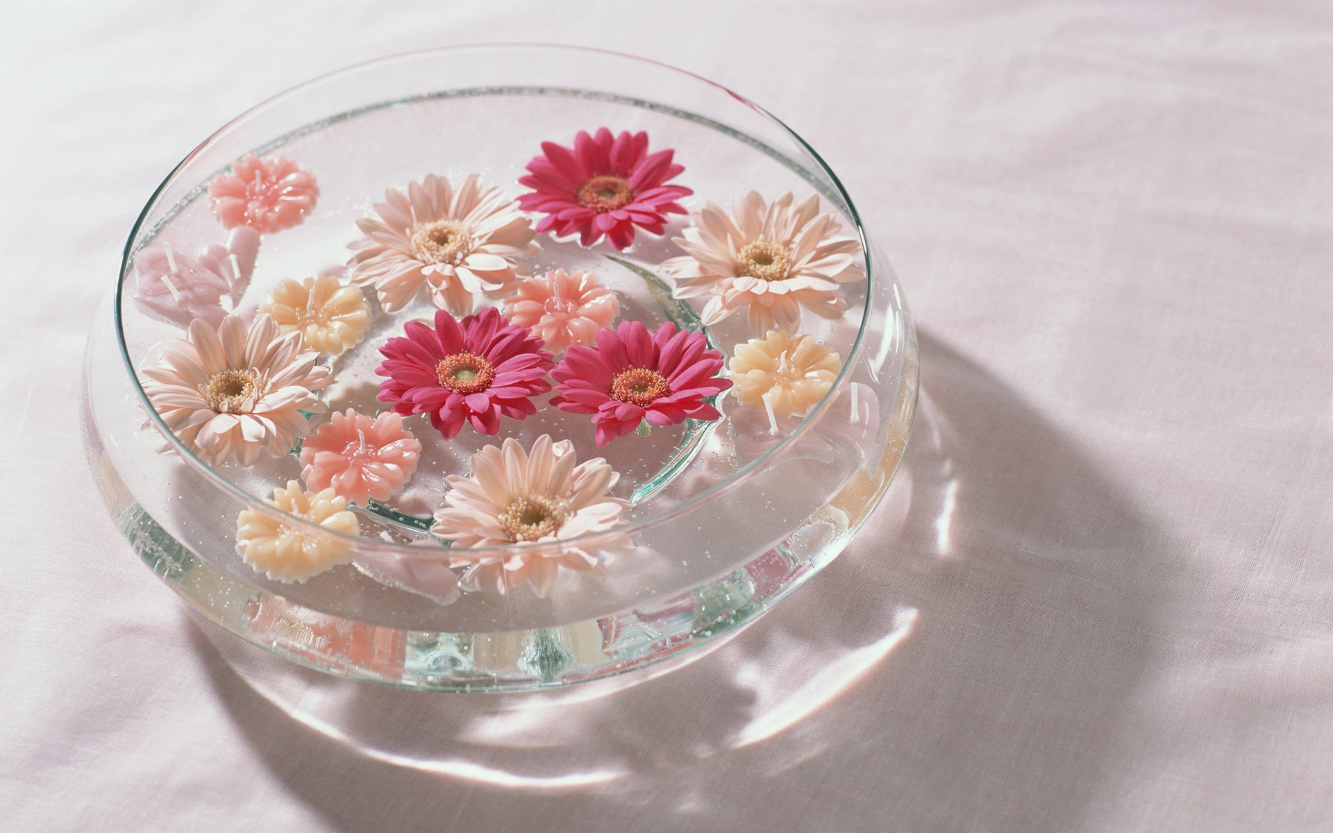 bianco gerbera rosso fiori acqua vaso rosa