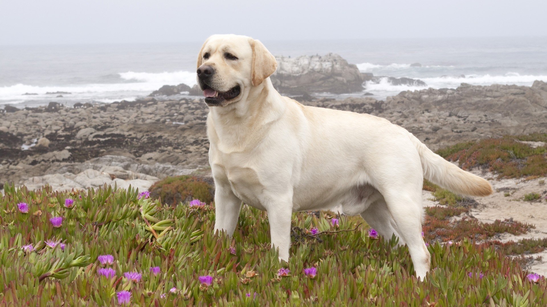 pies labrador retriever