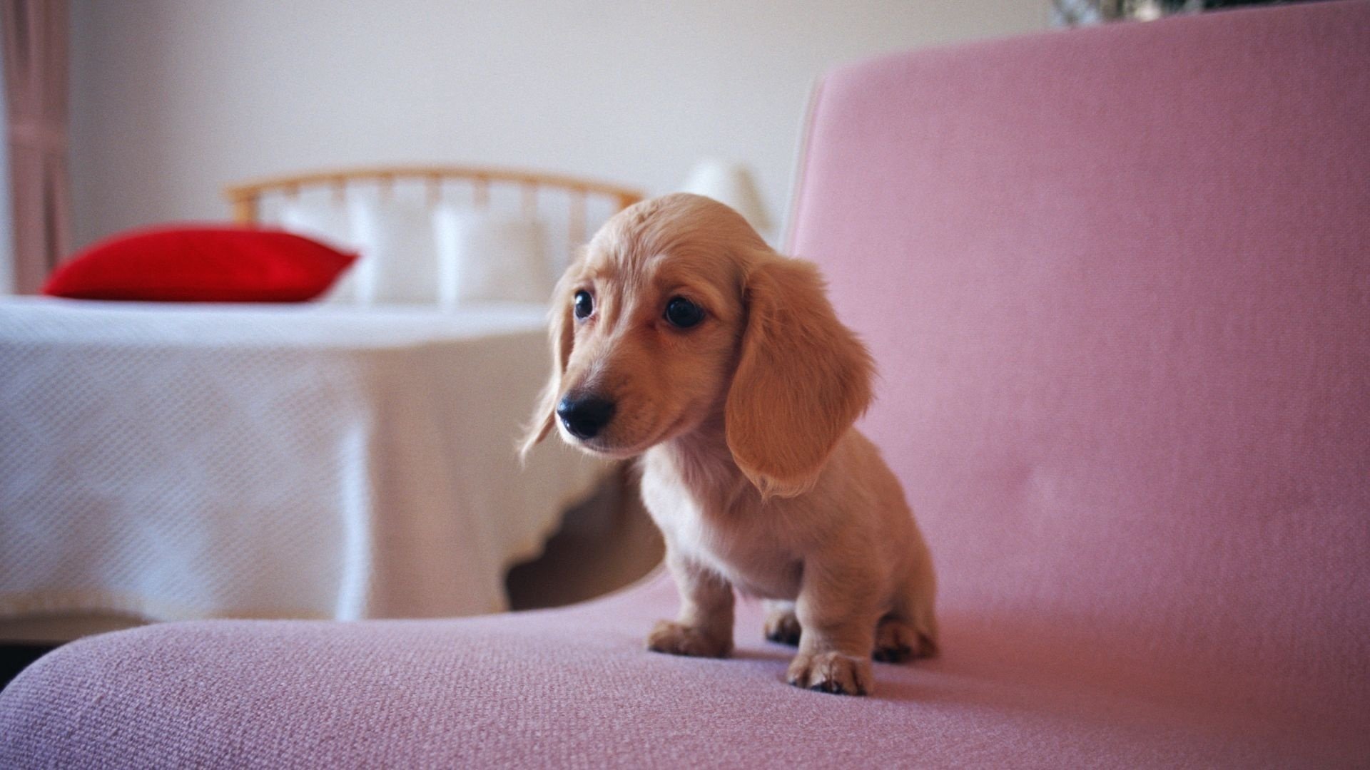 cachorro dachshund sentado beige