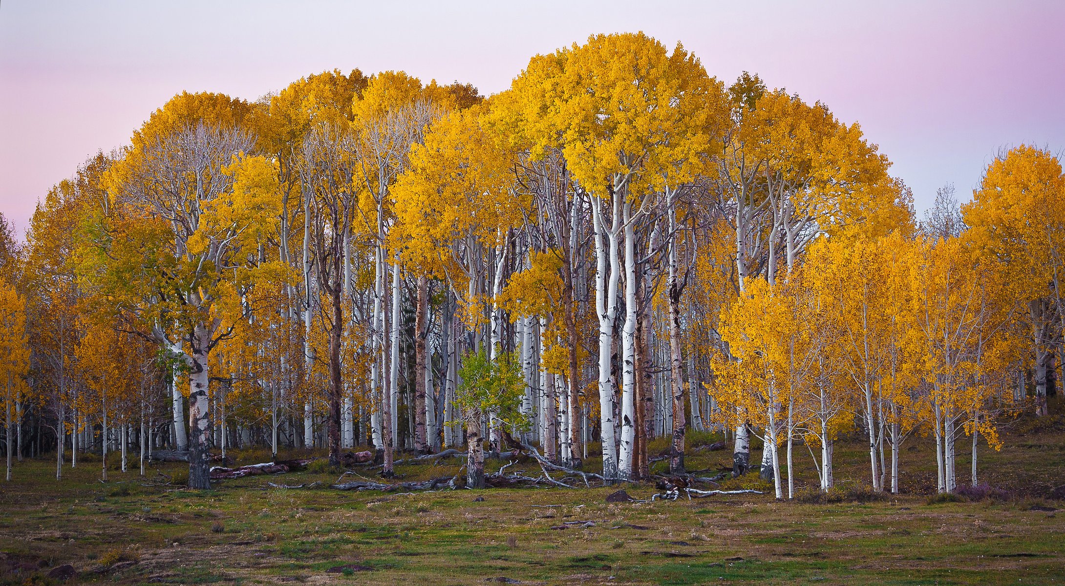 usa wald herbst utah birken bäume