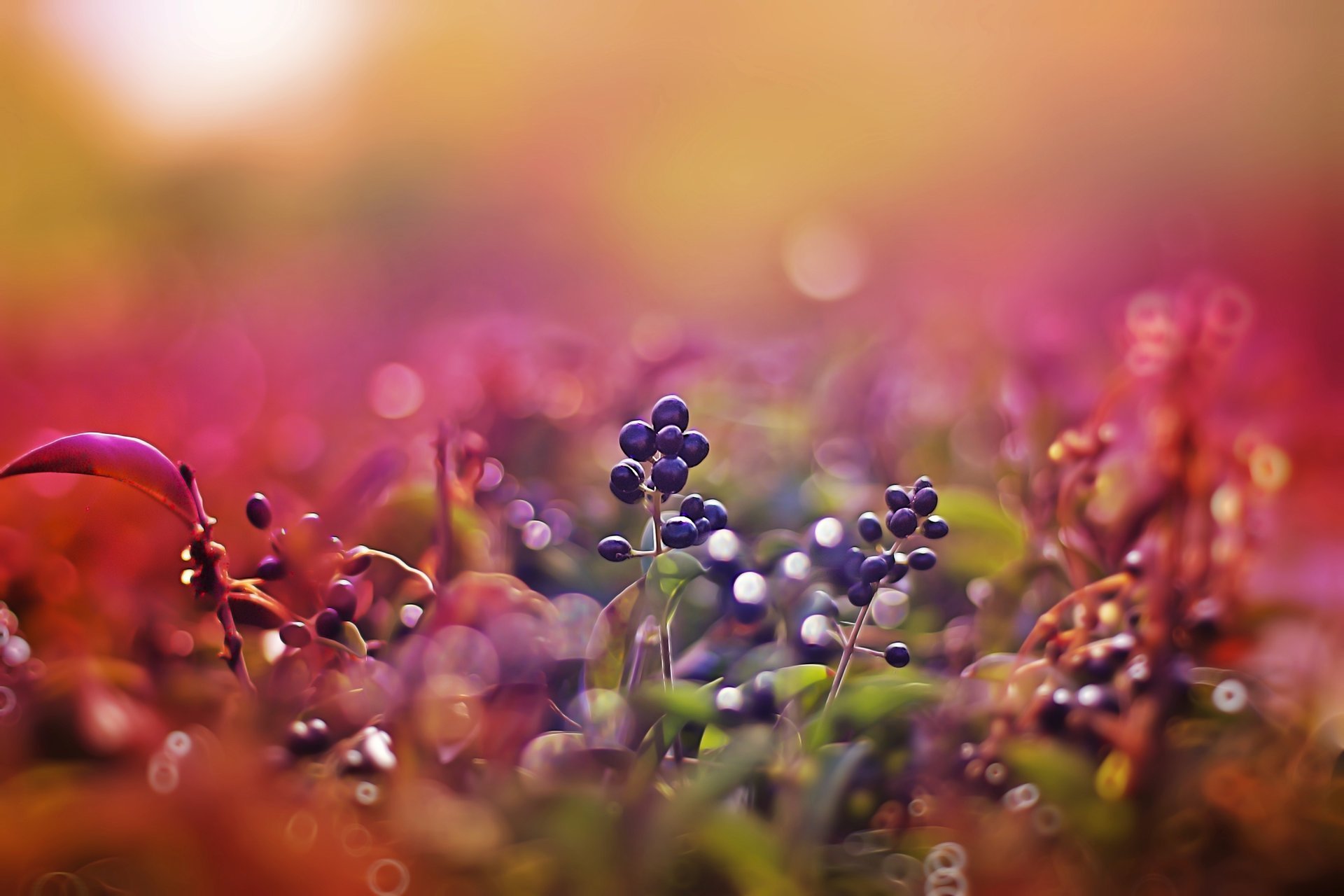 bacche macro tramonto rosa bokeh