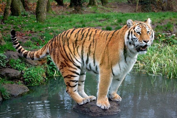 A tiger stands on a rock with its tail raised