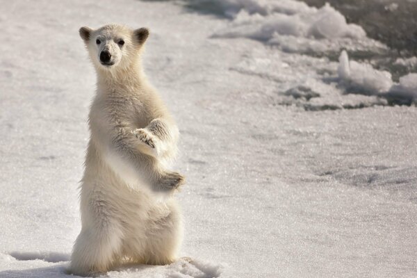 A polar bear stands on its hind legs