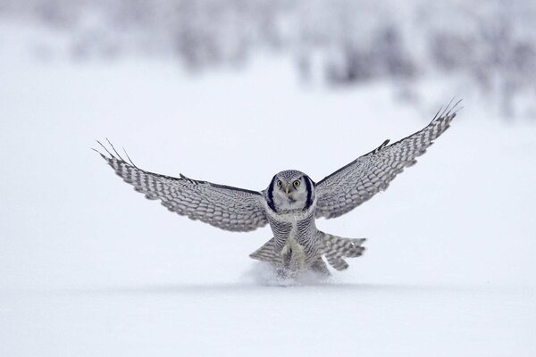 The falcon bird in flight in winter