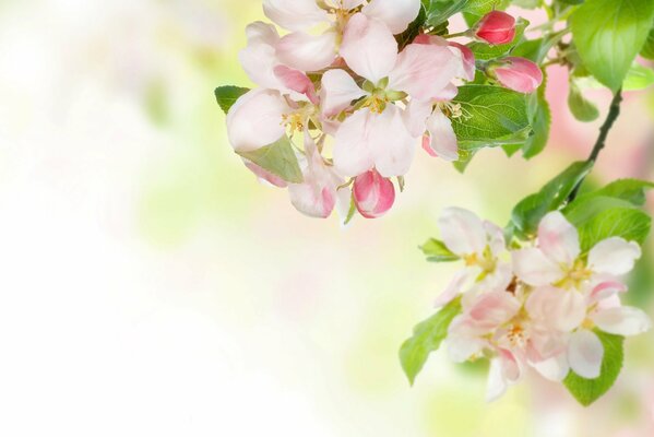 Spring tenderness in the form of an apple tree branch