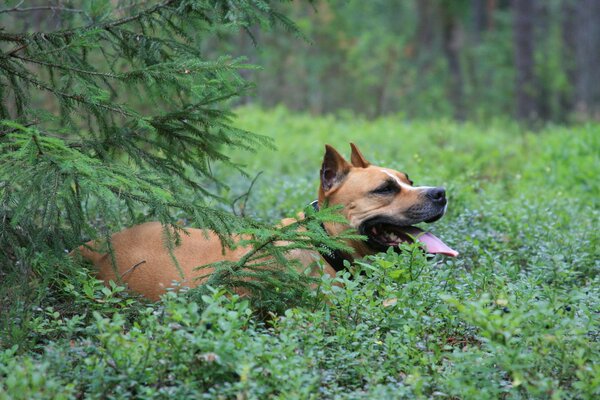 Stafordshire Terrier dans la forêt