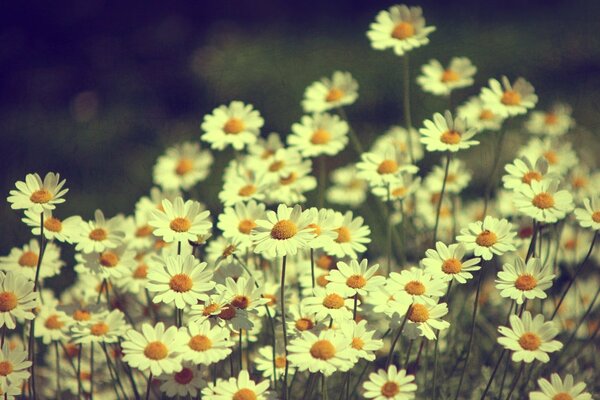 Beautiful white daisies in the field