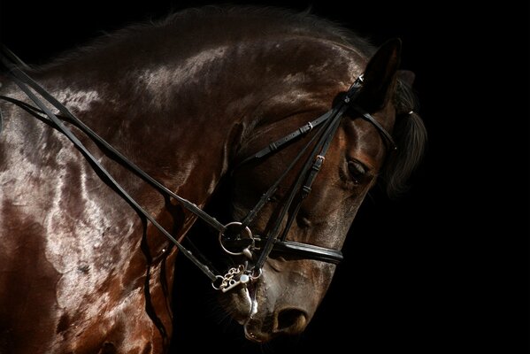 Purosangue bellissimo cavallo su sfondo nero