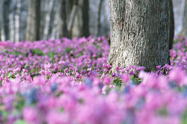 Un montón de violetas Lilas en el bosque de primavera