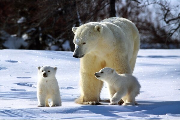 A family of polar bears in winter in the sun