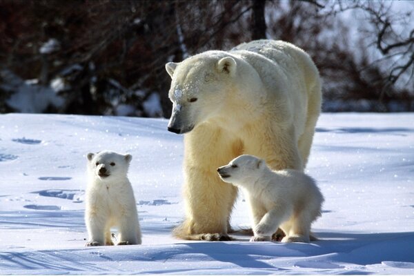 Famille d ours polaires en hiver au soleil