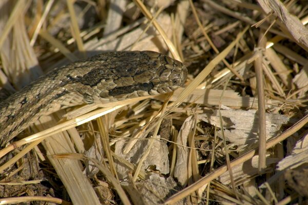 Serpent dans l herbe sèche