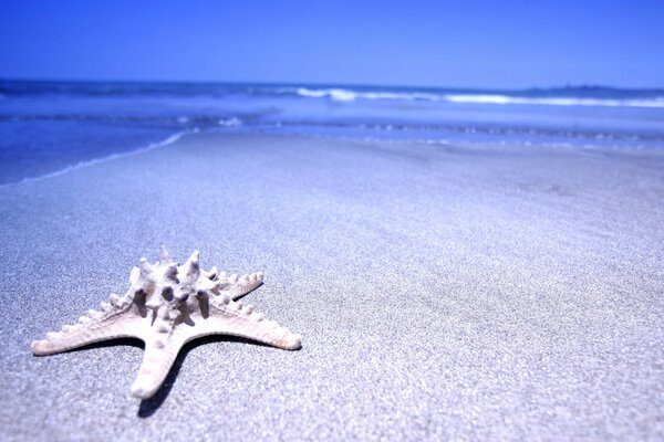 Estrella de mar en la orilla del mar desierta