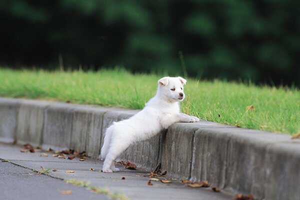 Lindo cachorro de pie en el camino