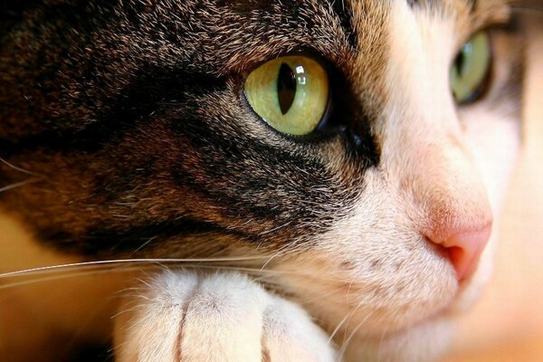 Черно-белая кошка с зелеными глазами
