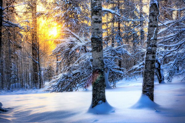 Snow birches on the background of a magical sunset