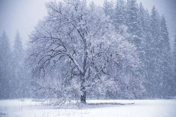 Hiver, Blizzard, arbre dans la neige