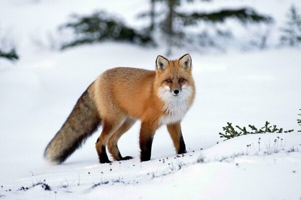 El zorro se para en la nieve y Mira al camarógrafo