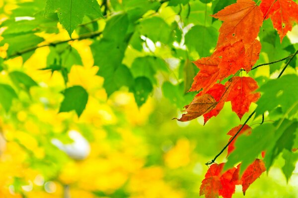 Rouge. Vert. Jaune. Qu est-ce qui vous rapproche le plus?