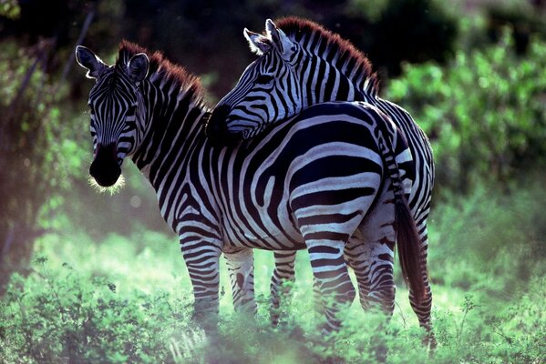 Two zebras in the forest