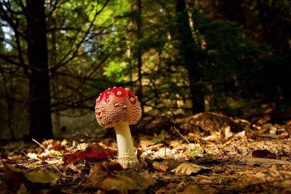 Amanita en follaje de otoño de alta calidad