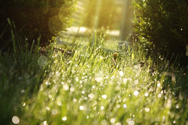 Rugiada mattutina sull erba verde