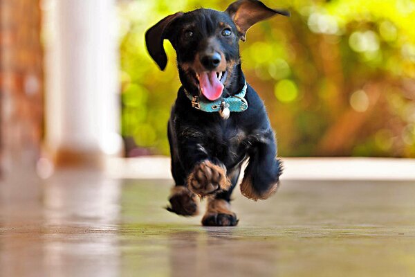 A joyful puppy runs across the floor