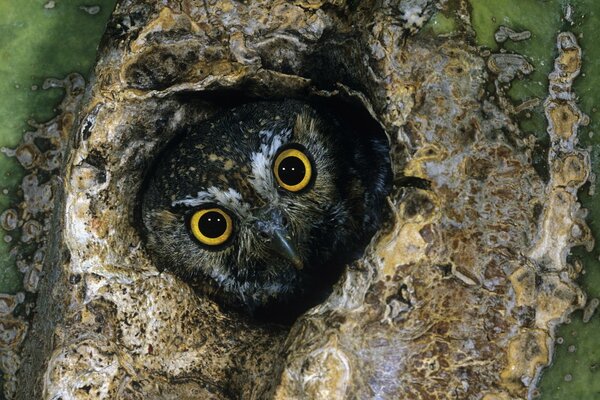 El búho se asoma desde el hueco de un árbol