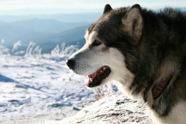 Husky en las montañas cubiertas de nieve