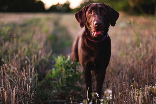 Schwarzer Hund im ausgetrockneten Gras